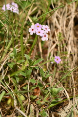Androsace lanuginosa
