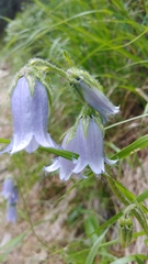 Campanulaceae