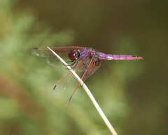 Trithemis annulata