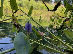 Pontederia cordata