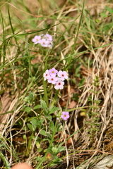 Androsace lanuginosa