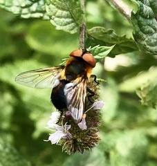 Phasia hemiptera