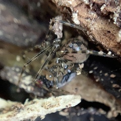 Nesticidae