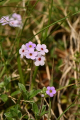 Androsace lanuginosa