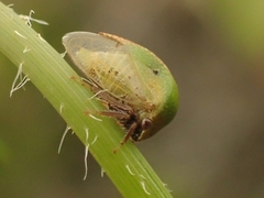 Stictocephala lutea