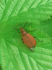Pyrochroa serraticornis