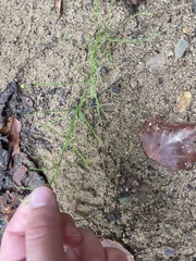 Equisetum arvense