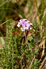Androsace lanuginosa