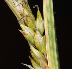 Carex whitneyi