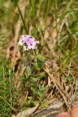 Androsace lanuginosa
