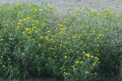 Bidens trichosperma