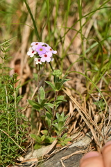 Androsace lanuginosa