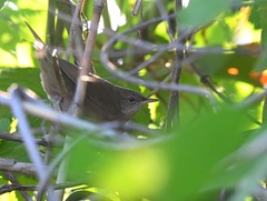 Locustella luscinioides