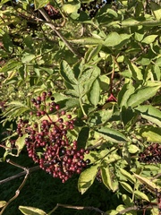 Sambucus nigra