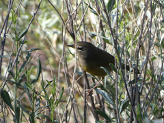 Geothlypis tolmiei