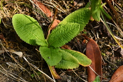 Primulaceae