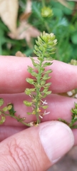 Lepidium bipinnatifidum