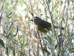 Geothlypis tolmiei