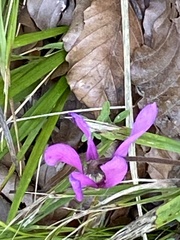 Cyclamen purpurascens