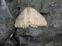 Triphosa sabaudiata