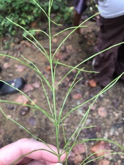 Equisetum arvense