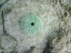 Echinoidea