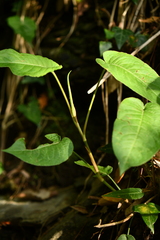 Polygonaceae