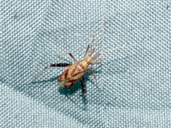 Phytocoris varipes