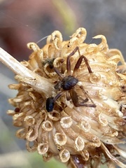 Araneidae