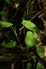 Polygonaceae