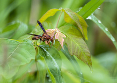 Polistes rubiginosus