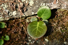 Bergenia