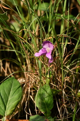 Roscoea alpina