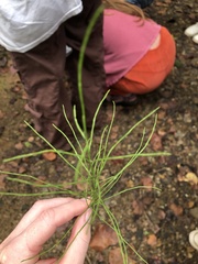 Equisetum arvense