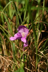Roscoea alpina