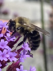 Bombus impatiens