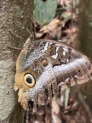 Caligo idomeneus