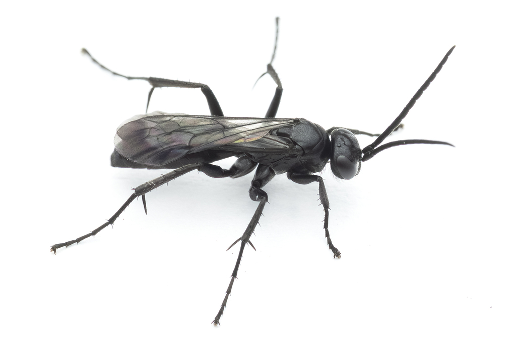 Anoplius nigerrimus