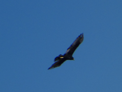 Buteo albonotatus