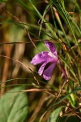 Roscoea alpina