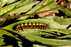 Acronicta cinerea