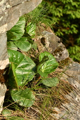Bergenia