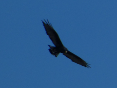 Buteo albonotatus