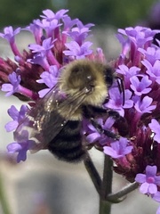 Bombus impatiens