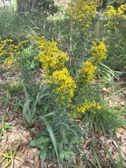 Solidago puberula