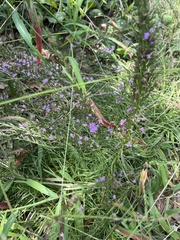 Liatris pilosa