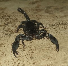 Scorpionidae