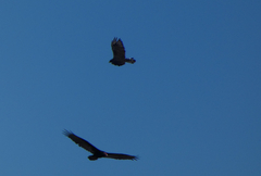 Buteo albonotatus