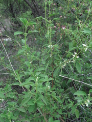 Lippia graveolens