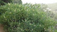 Rhus coriaria
